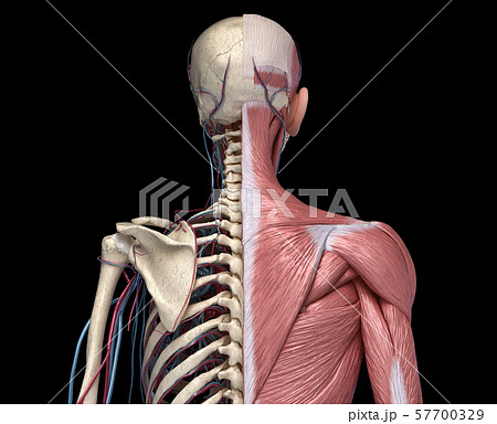 Human Torso skeleton with muscles, veins and arteries. Back view. 57700329