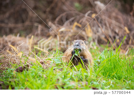 野草を食べるヌートリア 57700344