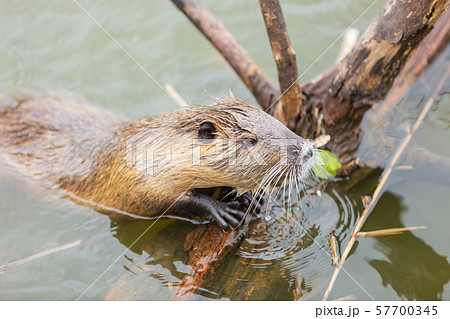 倒木に掴まるヌートリア 57700345