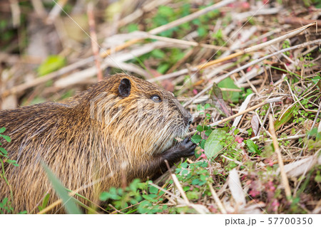 野草を食べるヌートリア 57700350