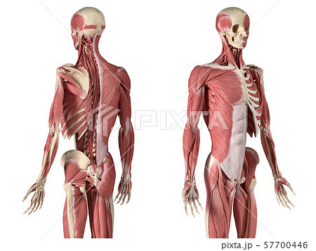 Human male anatomy, 3/4 figure muscular and skeletal systems, back and front perspective views. 57700446