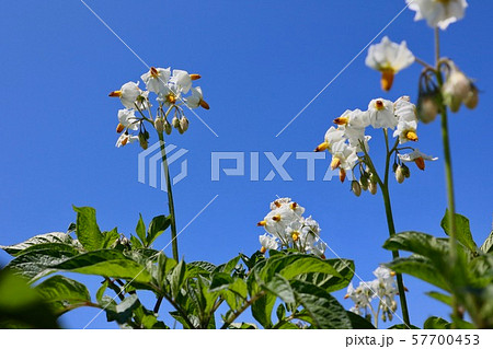 ジャガイモの花　きたかむい 57700453