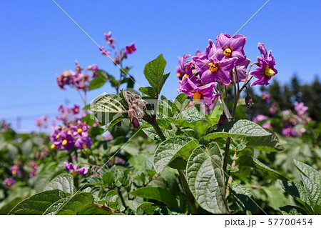 ジャガイモの花　キタムラサキ 57700454