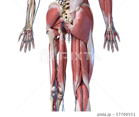 Human Anatomy,  Limbs and hip skeletal, muscular and cardiovascular systems. Viewed from the back. 57700551