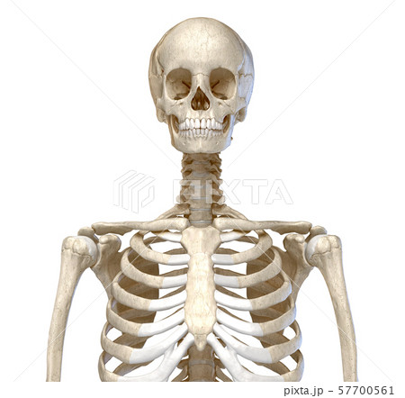 Human Anatomy, skeletal system of the Torso. Front view. 57700561