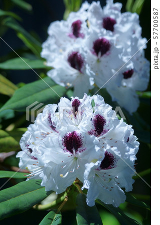 石楠花 シャクナゲ 花言葉は 荘厳 の写真素材