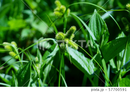 上臈菅 ジョウロウスゲ 上臈菅 ジョウロウスゲ 57700591