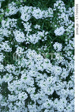 庭薺　ニワナズナ　花言葉は「美しさに勝る値打ち」 57700606