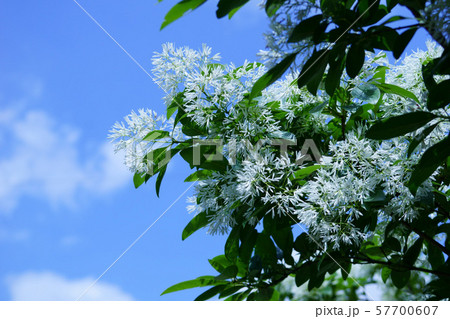 一葉たご　ナンジャモンジャの木と呼ばれています。 57700607