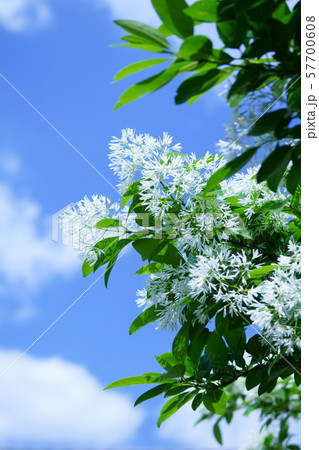 一葉たご ナンジャモンジャの木と呼ばれています。 一葉たご ナンジャモンジャの木と呼ばれています。 57700608