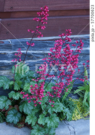 壺珊瑚　ツボサンゴ　花言葉は「恋心」 57700623