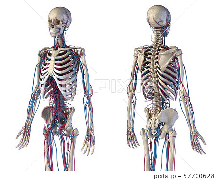 Human body anatomy. Skeleton with veins and arteries. Front and back angles views. 57700628