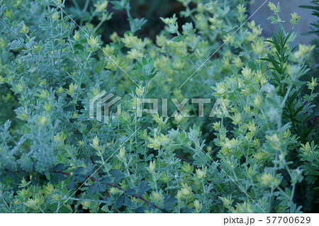 ロータスブリムストーン　花のような新芽 57700629