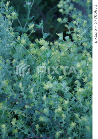 ロータスブリムストーン 花のような新芽の写真素材