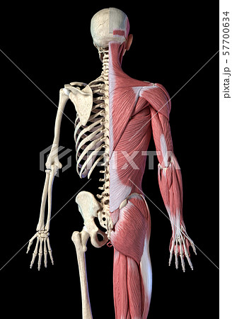 Human male anatomy, 3/4 figure muscular and skeletal systems, rear view. 57700634