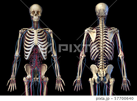 Human body anatomy. Skeleton with veins and arteries. Front and back views. Human body anatomy. Skeleton with veins and arteries. Front and back views. 57700640