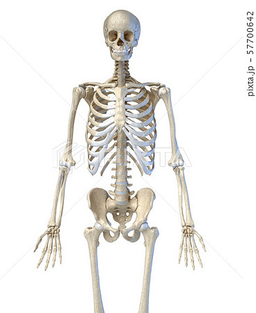 Human anatomy, bone skeleton viewed from the front. 57700642