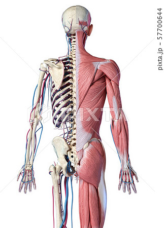 Human 3/4 body skeleton with muscles, veins and arteries. Rear view. 57700644