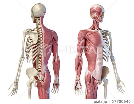 Human male anatomy, 3/4 figure muscular and skeletal systems, back and front perspective views. 57700646