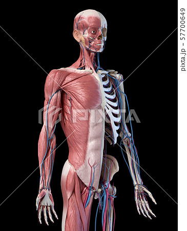 Human 3/4 body skeleton with muscles, veins and arteries. 3d Illustration 57700649