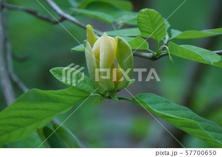 黄色いモクレン　黄木蓮　花言葉は「自然への愛」 57700650