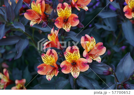 合水仙 アルストロメリア 花言葉は エキゾチック の写真素材