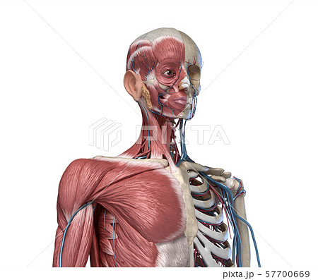 Human Torso skeleton with muscles, veins and arteries.  front perspective view. 57700669