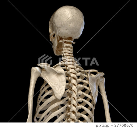 Human Anatomy, skeletal system of the Torso. Rear perspective view. 57700670