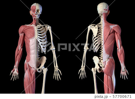 Human male anatomy, 3/4 figure muscular and skeletal systems, front and rear views. 57700671