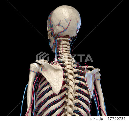 Human torso anatomy. Skeleton with veins and arteries. Back perspective view. 57700725