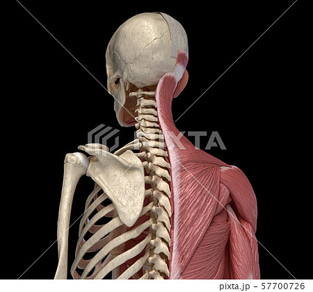 Human body, torso skeletal and muscular systems, back perspective view 57700726