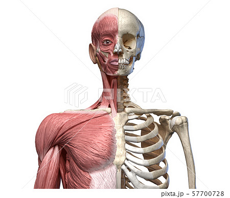 Human body, torso skeletal and muscular systems, front view 57700728
