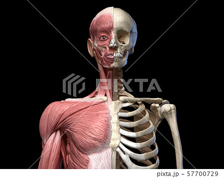 Human body, torso skeletal and muscular systems, front view 57700729