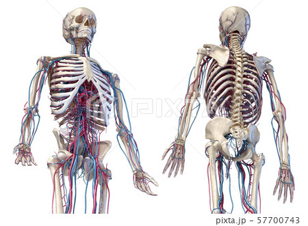 Human skeleton with veins and arteries. 3/4 upper part, Front and back sides. 57700743