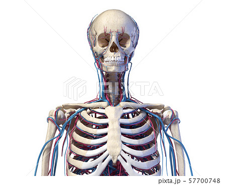 Human torso anatomy. Skeleton with veins and arteries. Front view 57700748