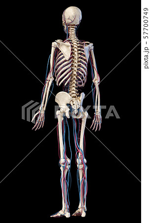 Human body anatomy. Skeleton with veins and arteries. Back perspective view. 57700749