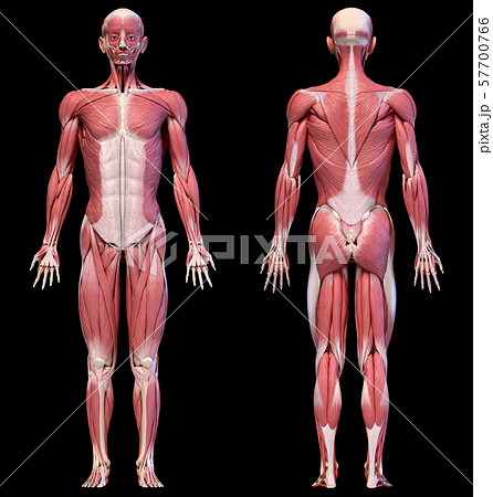 Human body, full figure male muscular system, front and back views. 57700766