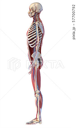 Human full body skeleton with muscles, veins and arteries. 3d Illustration 57700792