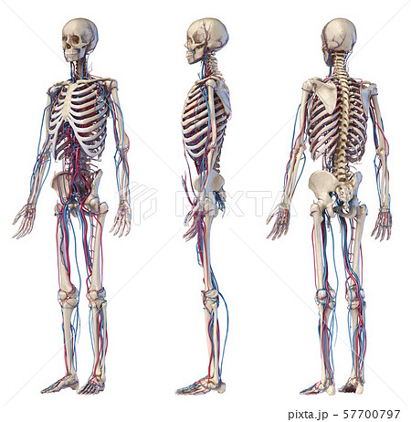 Human Body Anatomy Skeleton With Veins And のイラスト素材