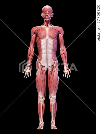 Human body, full figure male muscular system, front view. 57700826
