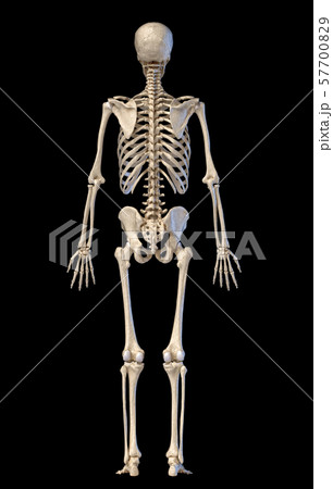 Human Skeleton, Full Figure Standing, Rear View.のイラスト素材 [57700829] - PIXTA