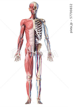 3d Illustration of Human full body skeleton with muscles, veins and arteries. 57700832