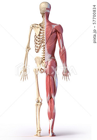 Anatomy of human male muscular and skeletal systems, back view. 57700834