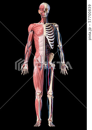Human full body skeleton with muscles, veins and arteries. 3d Illustration 57700839