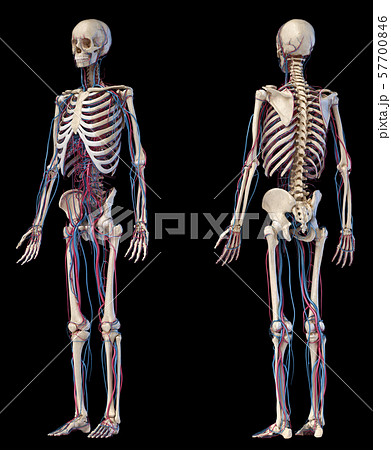 Human body anatomy. Skeleton with veins and arteries. Front and back angles views. Human body anatomy. Skeleton with veins and arteries. Front and back angles views. 57700846