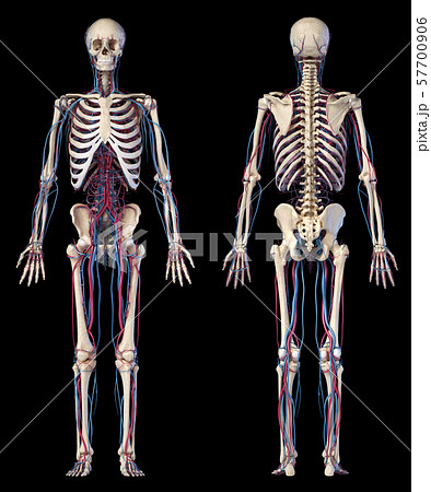Human body anatomy. Skeleton with veins and arteries. Front and Rear views. 57700906