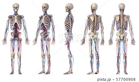 Human body anatomy. Skeleton with veins and arteries. Five angles views. 57700908
