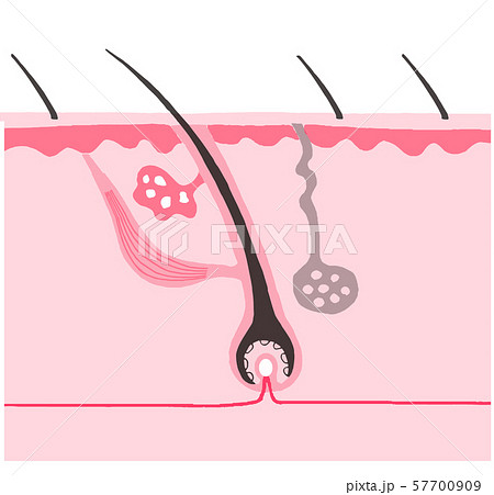 毛根 断面図のイラスト素材