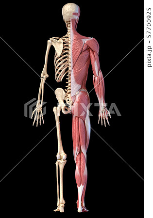 Anatomy of human male muscular and skeletal systems, back view. 57700925