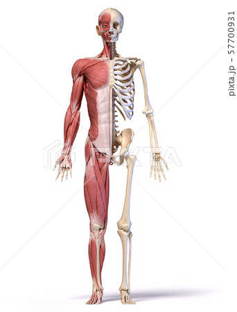 Anatomy of human male muscular and skeletal systems, front view. 57700931